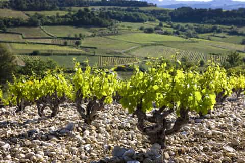 from avignon fullday history and tasting in alain jaume