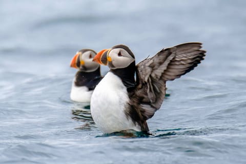 Reykjavík: obserwacja maskonurów na łodzi motorowej RIB