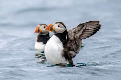 Reykjavík: RIB Speed-Boat Puffin Watching Tour