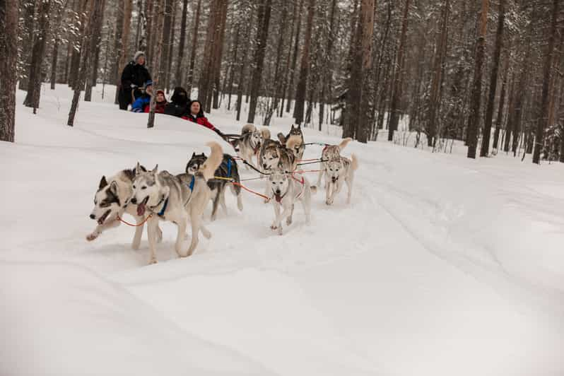 ロヴァニエミ 家族向け ハスキー犬の飼育場の見学 犬ぞり体験 Getyourguide