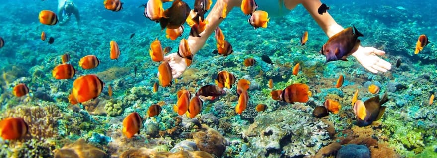 Au départ de Ras Al Khaima : observation des dauphins et safari à Jabal Harim