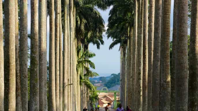 from accra/tema guided cocoa farms and aburi gardens tour