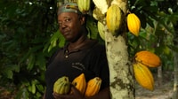 Accra, Aburi Botanische Gärten, Kakao-Farms, Wasserfälle Reise - Hizvo
