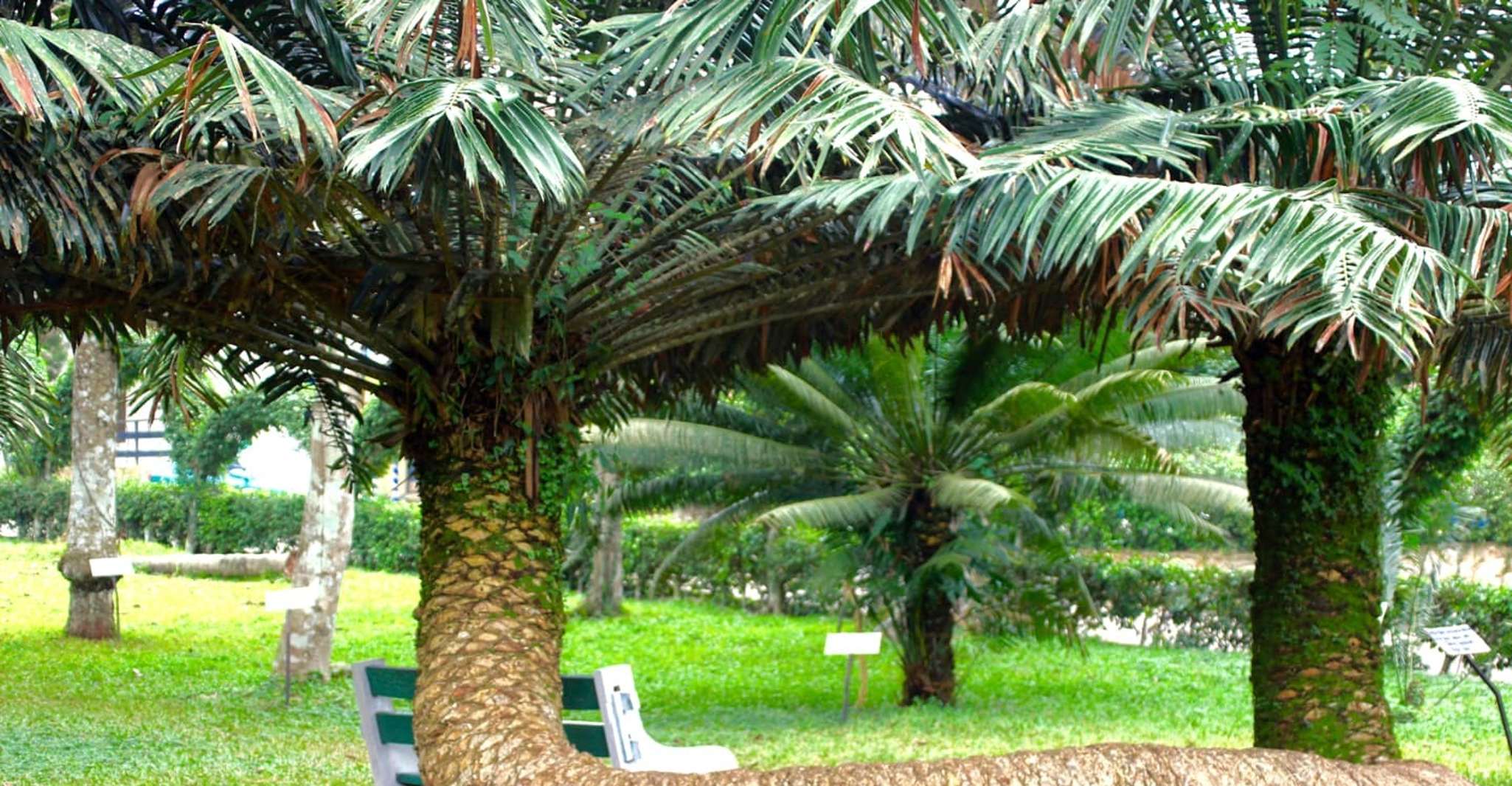 Accra, Jardines Botánicos de Aburi, Granjas de Cacao, Cascadas - Hizvo