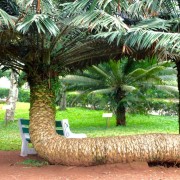 Cheap Accra: Aburi Botanical Gardens, Cocoa Farms, Waterfalls Trip