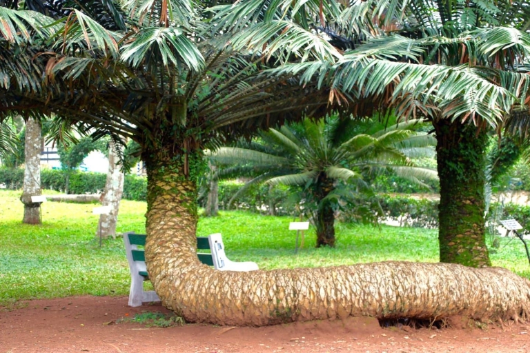 Accra: jardín botánico de Aburi, granjas de cacao, viaje a las cascadasAccra: jardines botánicos de Aburi, granjas de cacao, día de las cascadas