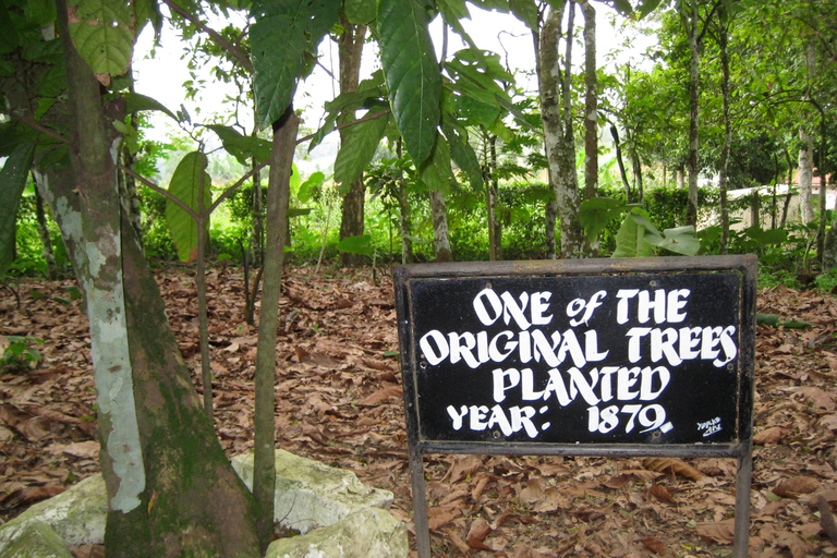 Accra: jardín botánico de Aburi, granjas de cacao, viaje a las cascadasAccra: jardines botánicos de Aburi, granjas de cacao, día de las cascadas