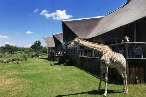 Ann van Dyk Cheetah Center e excursão de um dia ao Lion Safari Park
