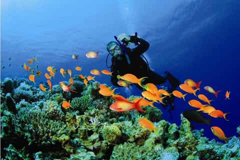 Muscat: Dimaniyat Island Snorkeling Tour