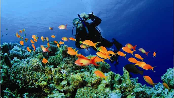 muscat dimaniyat island snorkeling tour
