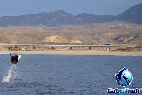 Safari z rurką Mobula RayPrywatne safari z rurką Mobula Ray