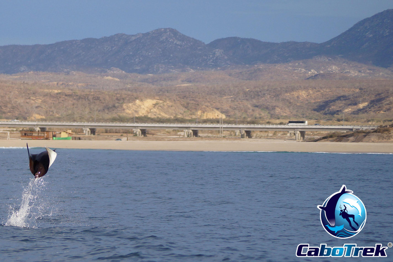 Safari z rurką Mobula RayPrywatne safari z rurką Mobula Ray