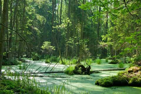 Warsaw: Full-Day Tour to Bialowieza Forest by Private Car
