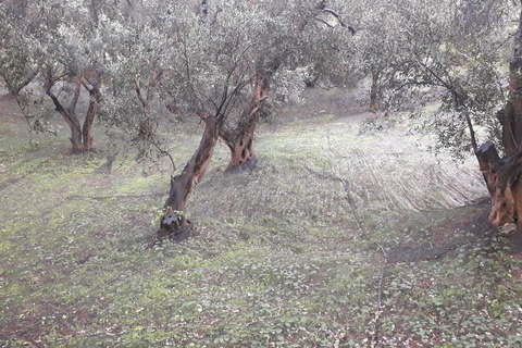 Corfu: Excursão particular aos vilarejos de montanhaCorfu: tour privado pelas aldeias da montanha