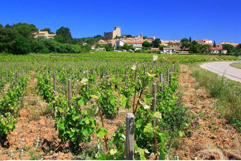 Avignon: Excursão vinícola de dia inteiro ao redor de Châteauneuf-du-Pape