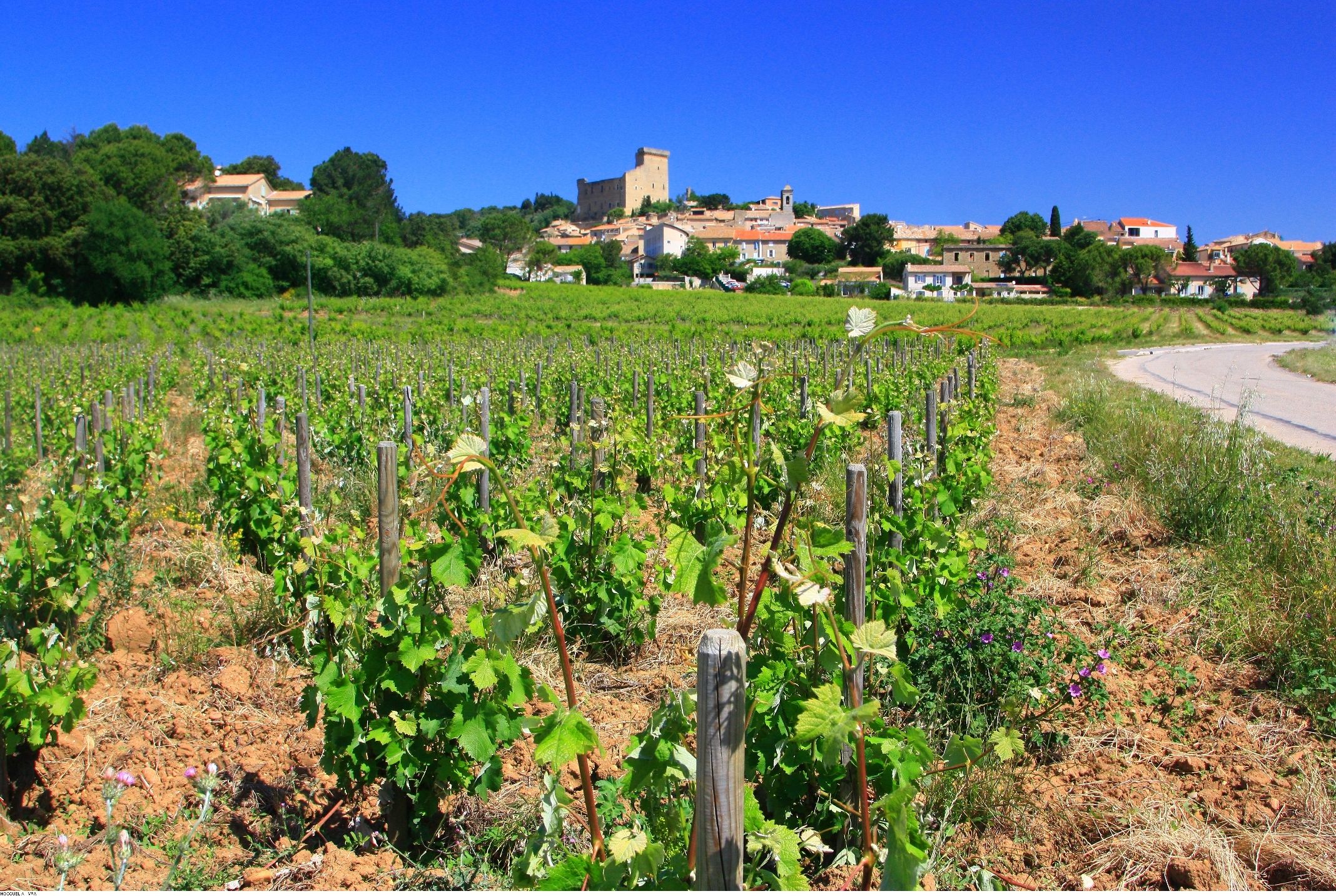 Avignon: Ganztägige Weintour rund um Châteauneuf-du-Pape