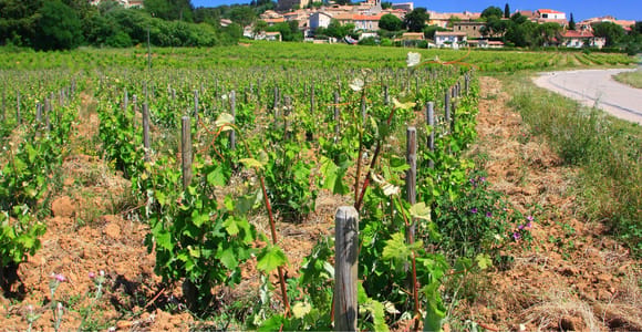 Avignon: Ganztägige Weintour rund um Châteauneuf-du-Pape