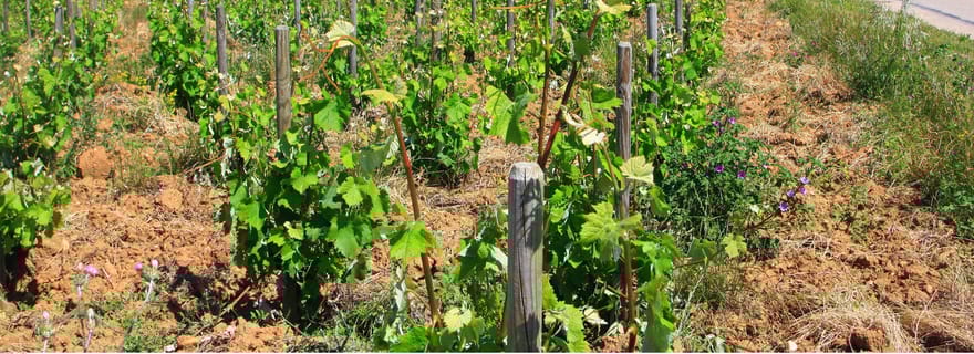 Avignon : visite viticole d'une journée autour de Châteauneuf-du-Pape