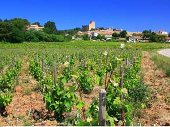 Avignon : visite viticole d'une journée autour de Châteauneuf-du-Pape