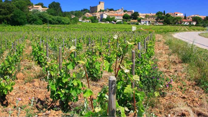 avignon journée œnologique autour de châteauneufdupape