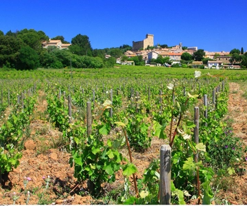 Avignon: Full-Day Wine Tour around Châteauneuf-du-Pape