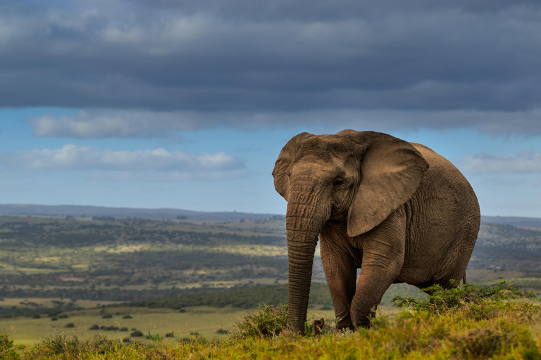 Addo Elephant National Park All Inclusive heldagssafariStandardtur