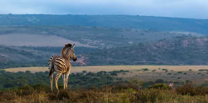 Addo Elephant National Park Full-Day Safari | GetYourGuide