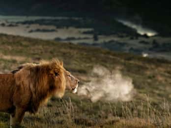 Two-day Addo safari