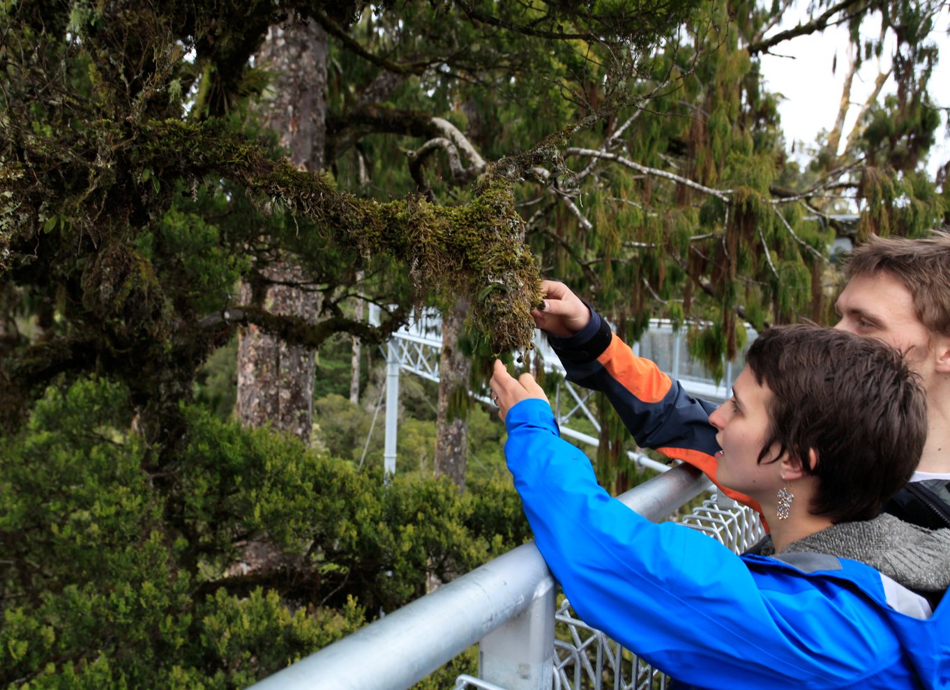 Greymouth: Hokitika Gorge og Tree Top Walkway halvdagstur