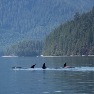 Campbell River: Whale Watching Cruise mit Mittagessen