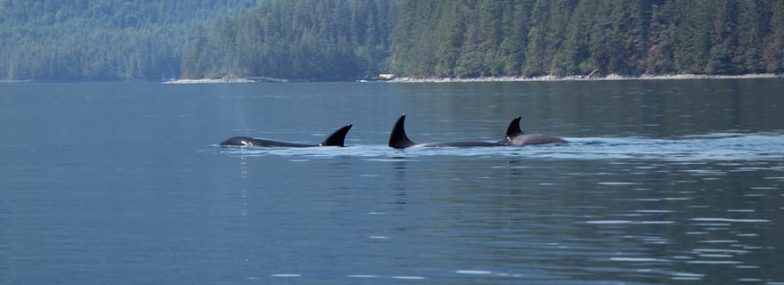 Campbell River : croisière d'observation des baleines avec déjeuner