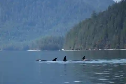 Campbell River: Whale Watching Cruise with Lunch