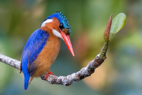 Durban: Excursión de observación de aves