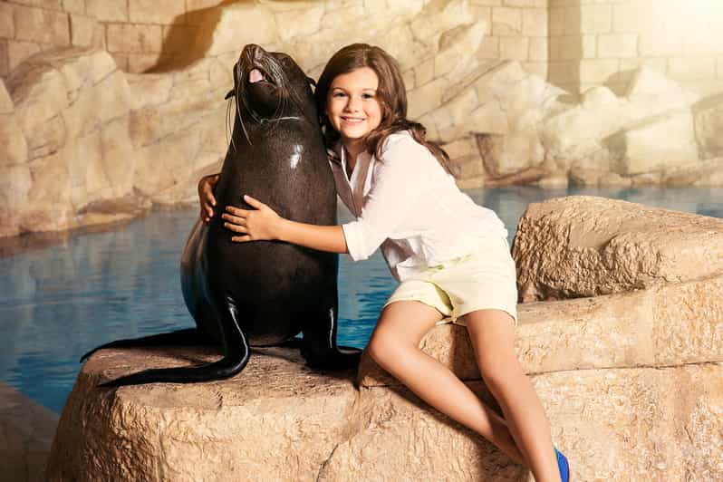 rencontre avec les dauphins dubai