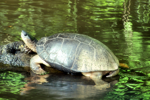 San Jose: Tortuguero Park dagstur med frukost och lunch