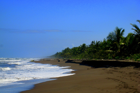 San Jose: Tortuguero Park dagstur med frukost och lunch