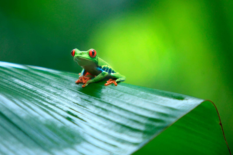 San Jose: Tortuguero Park dagstur med frukost och lunch