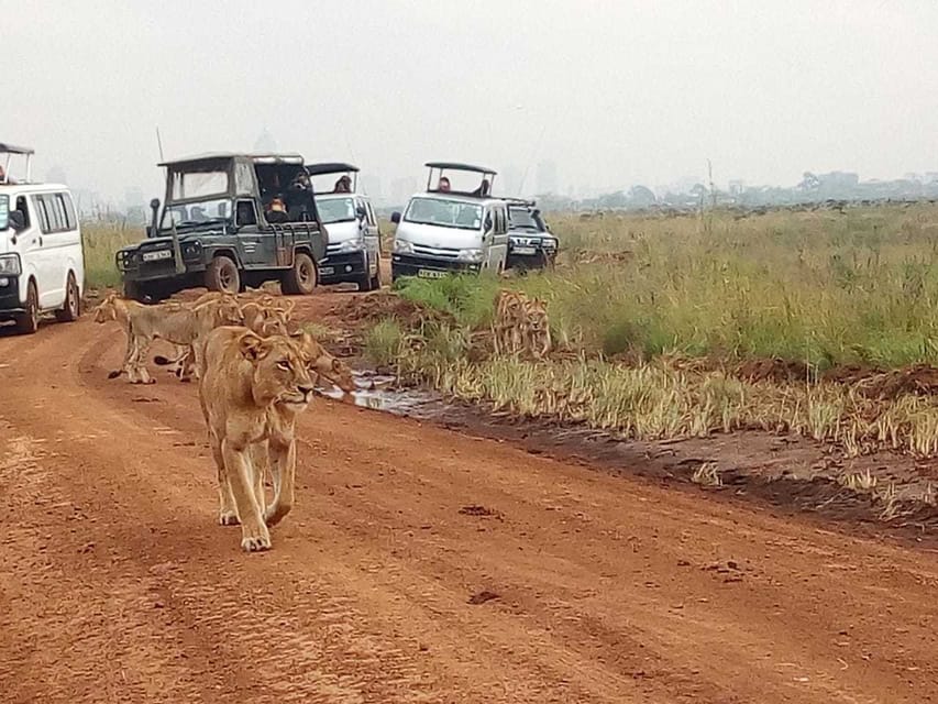 Nairobi National Park Half-Day Game Drive | GetYourGuide