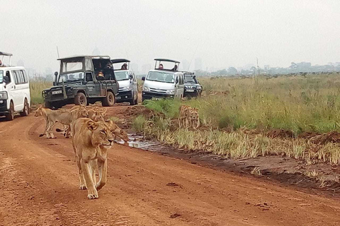 Nairobi-Nationalpark: Safari-TourPrivate halbtägige Safari-Tour im Jeep mit offenen Seiten