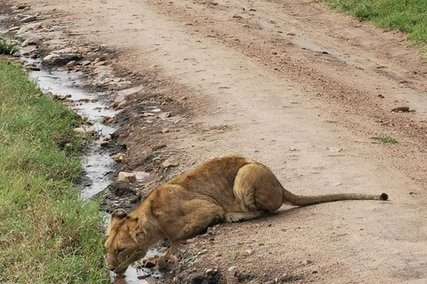 Nairobi-Nationalpark: Safari-TourPrivate halbtägige Safari-Tour im Jeep mit offenen Seiten