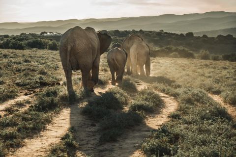 Safari di un'intera giornata all-inclusive nel Parco nazionale degli elefanti di Addo