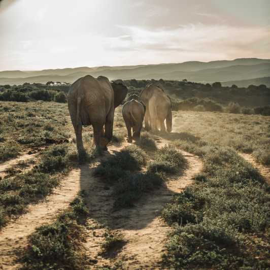Addo Elephant nasjonalpark - heldagssafari med alt inkludert