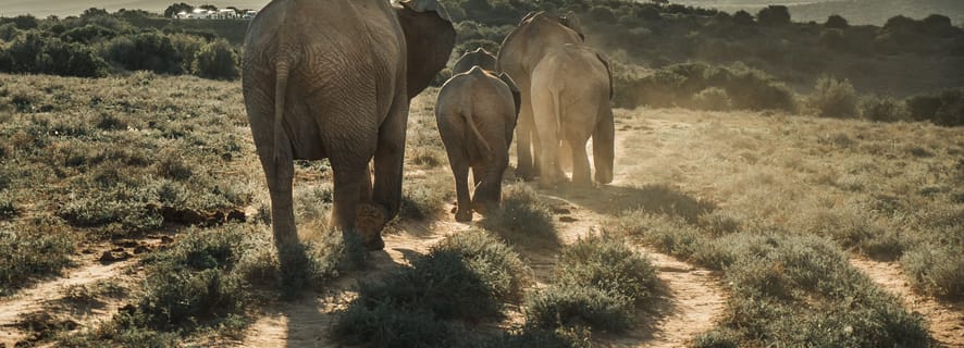 Heldagssafari med elefanter i Addo nationalpark