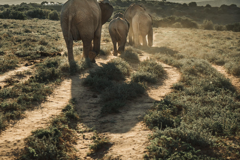 Addo Elephant National Park All Inclusive heldagssafariStandardtur