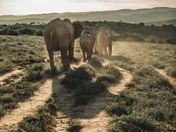All-inclusive full-day safari