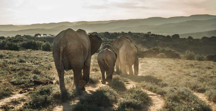 Addo Elephant National Park All Inclusive Full Day Safari
