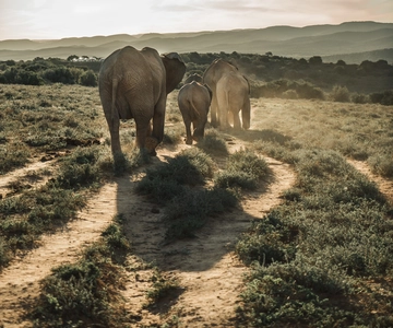 Addo Elephant National Park All Inclusive Full-Day Safari