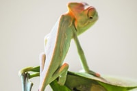 Torremolinos, Crocodile Park Entrance Ticket - Housity