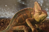 Torremolinos, Crocodile Park Entrance Ticket - Housity