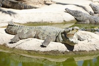 Torremolinos, Crocodile Park Entrance Ticket - Housity
